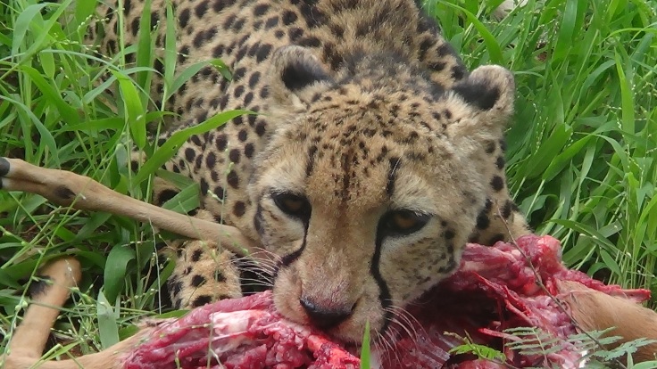 cheetah-kill